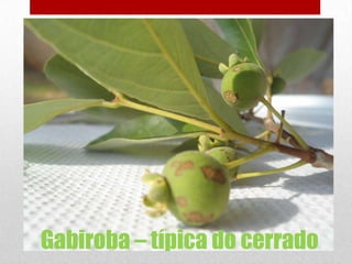 Gabiroba – típica do cerrado

 