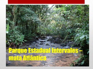 Parque Estadual Intervales –
mata Atlântica

 