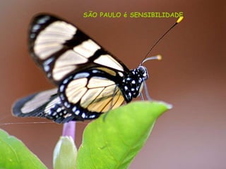 SÃO PAULO é SENSIBILIDADE
 