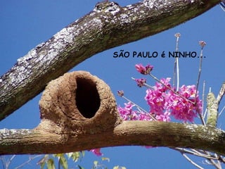 SÃO PAULO é NINHO...
 
