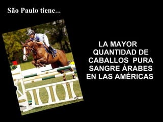 LA MAYOR QUANTIDAD DE CABALLOS  PURA SANGRE ÁRABES EN LAS AMÉRICAS   São Paulo tiene... 