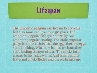 Lifespan
The Emperor penguin can live up to 20 years,
but also some can live up to 50 years. The
emperor penguins life cycle starts by two
emperor penguins mating. The Male emperor
penguin starts to incubate the eggs then the eggs
start hatching. When the babies are born they
start feeding the new chicks. The chicks form
groups to help stay warm. And finally adults
leave and chicks fledge and the ice breaks up.
 