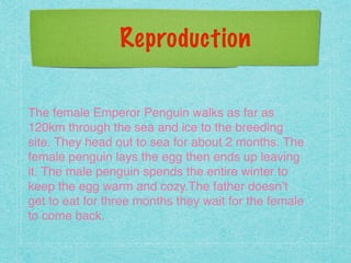 Reproduction
!
The female Emperor Penguin walks as far as
120km through the sea and ice to the breeding
site. They head out to sea for about 2 months. The
female penguin lays the egg then ends up leaving
it. The male penguin spends the entire winter to
keep the egg warm and cozy.The father doesn’t
get to eat for three months they wait for the female
to come back.!
 