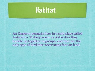 Habitat
An Emperor penguin lives in a cold place called
Antarctica. To keep warm in Antarctica they
huddle up together in groups, and they are the
only type of bird that never steps foot on land.
 
