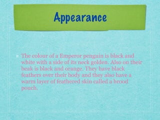 Appearance
The colour of a Emperor penguin is black and
white with a side of its neck golden. Also on their
beak is black and orange. They have black
feathers over their body and they also have a
warm layer of feathered skin called a brood
pouch.
 