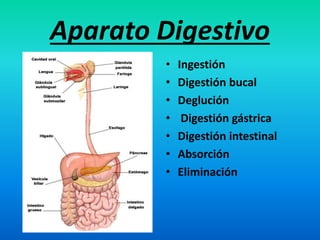 Aparato Digestivo 
• Ingestión 
• Digestión bucal 
• Deglución 
• Digestión gástrica 
• Digestión intestinal 
• Absorción 
• Eliminación 
 