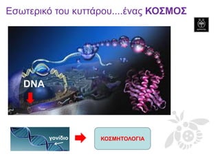 DNA 
Εσωτερικό του κυττάρου....ένας ΚΟΣΜΟΣ 
γονίδιο 
ΚΟΣΜΗΤΟΛΟΓΙΑ  