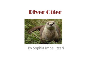 River Otter  By Sophia Impellizzeri 