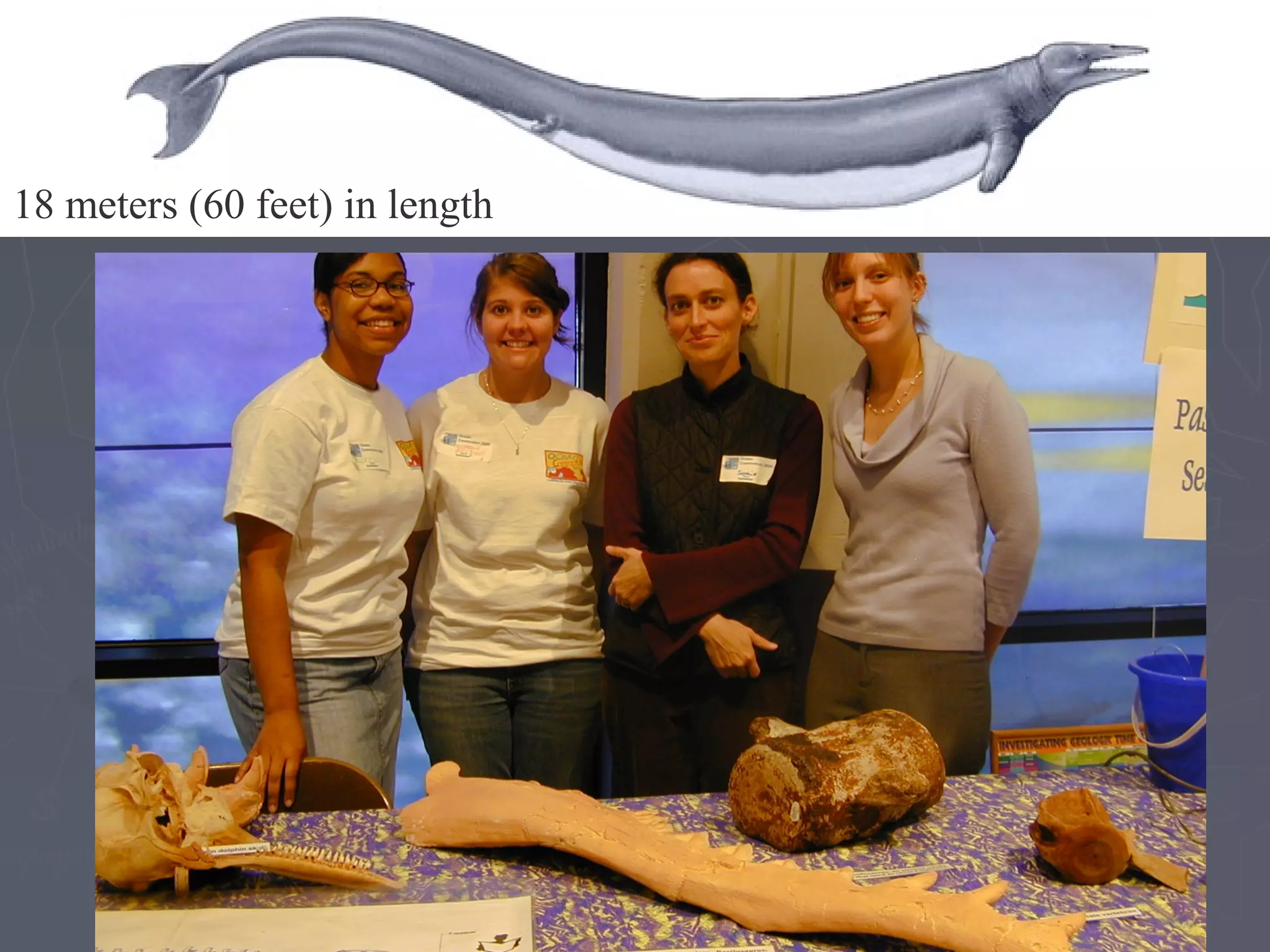 18 meters (60 feet) in length
 