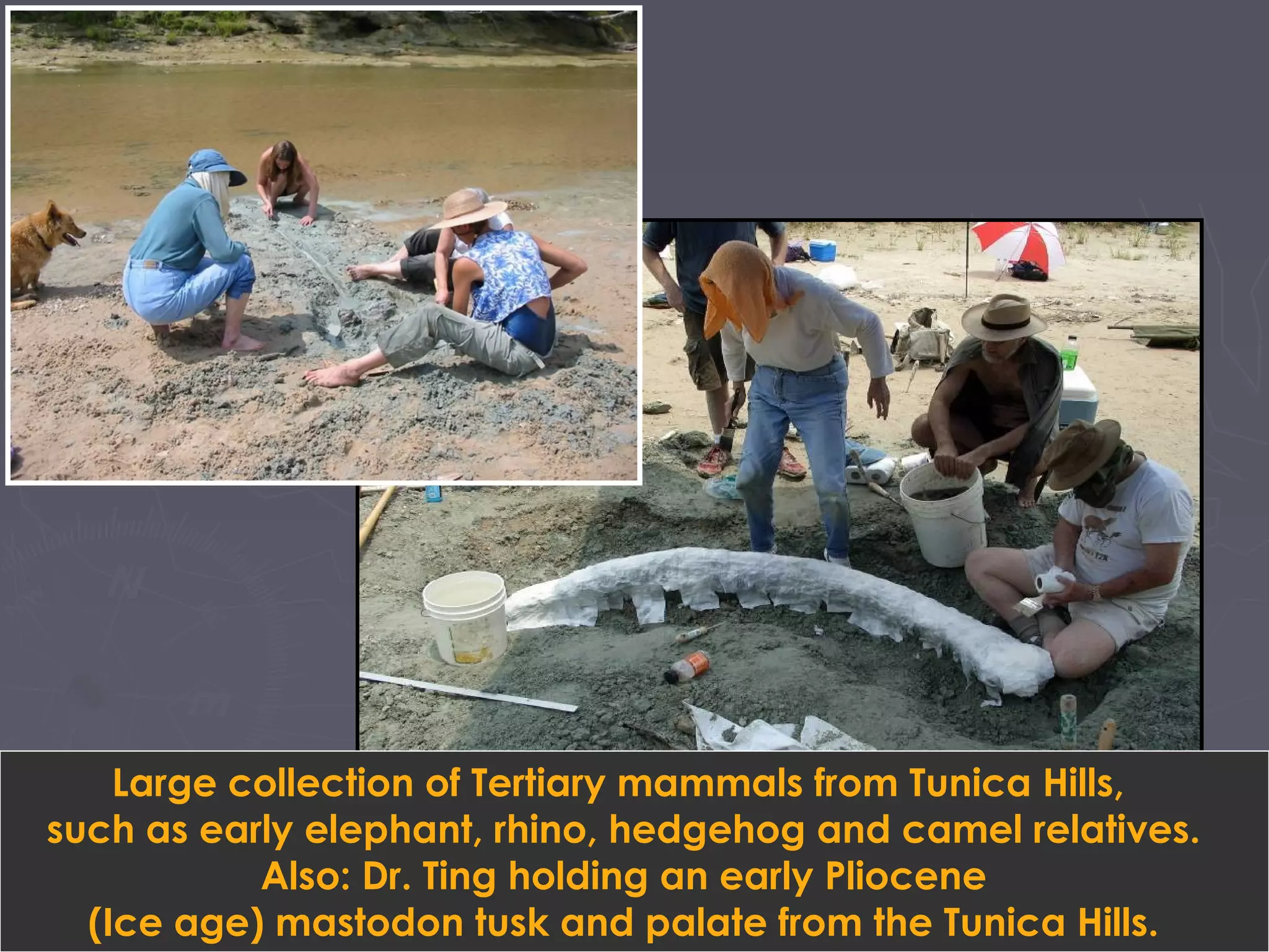 Large collection of Tertiary mammals from Tunica Hills,
such as early elephant, rhino, hedgehog and camel relatives.
Also: Dr. Ting holding an early Pliocene
(Ice age) mastodon tusk and palate from the Tunica Hills.
 