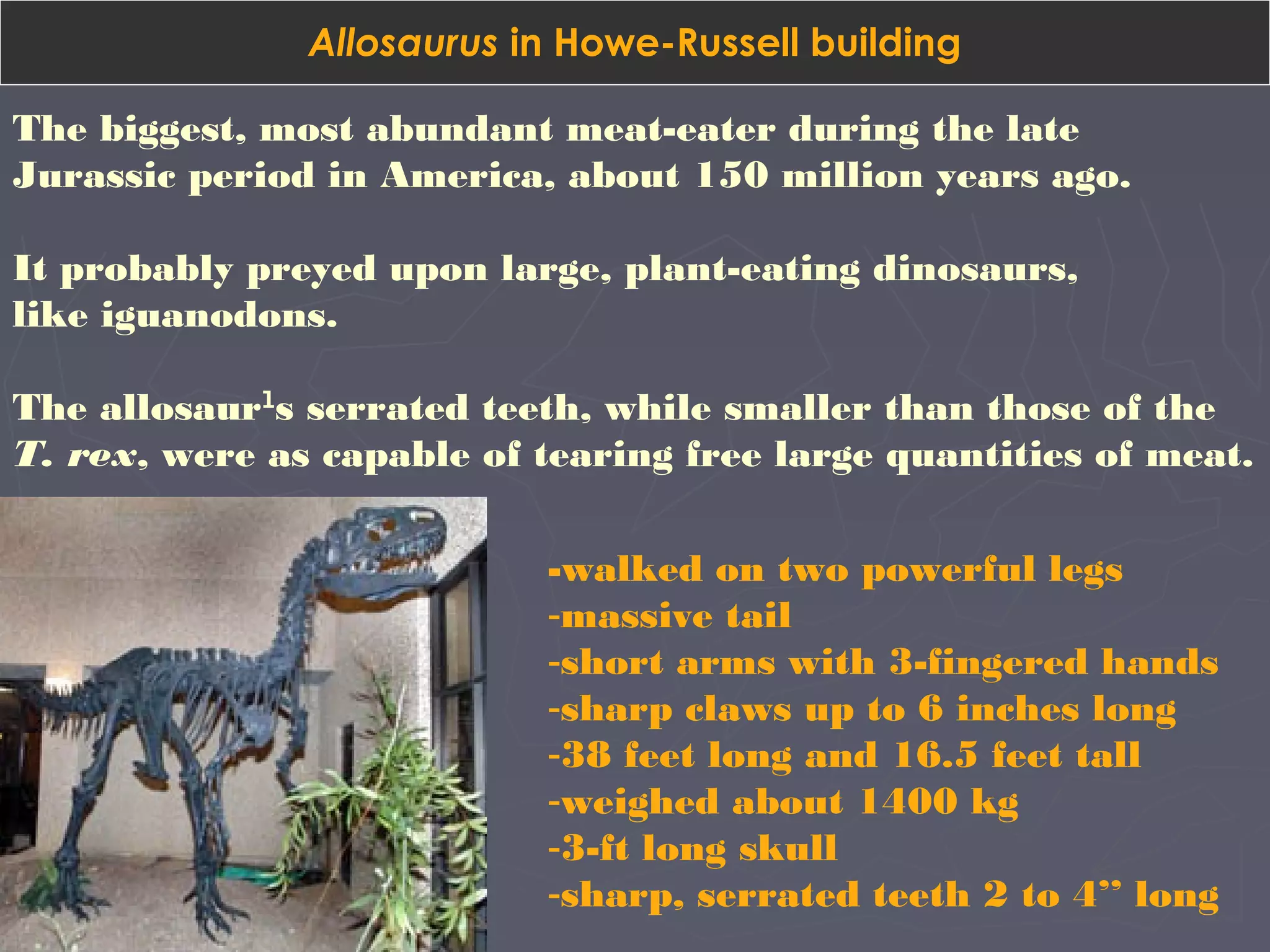 Allosaurus in Howe-Russell building
The biggest, most abundant meat-eater during the late
Jurassic period in America, about 150 million years ago.
It probably preyed upon large, plant-eating dinosaurs,
like iguanodons.
The allosaur¹s serrated teeth, while smaller than those of the
T. rex, were as capable of tearing free large quantities of meat.
-walked on two powerful legs
-massive tail
-short arms with 3-fingered hands
-sharp claws up to 6 inches long
-38 feet long and 16.5 feet tall
-weighed about 1400 kg
-3-ft long skull
-sharp, serrated teeth 2 to 4’’ long
 