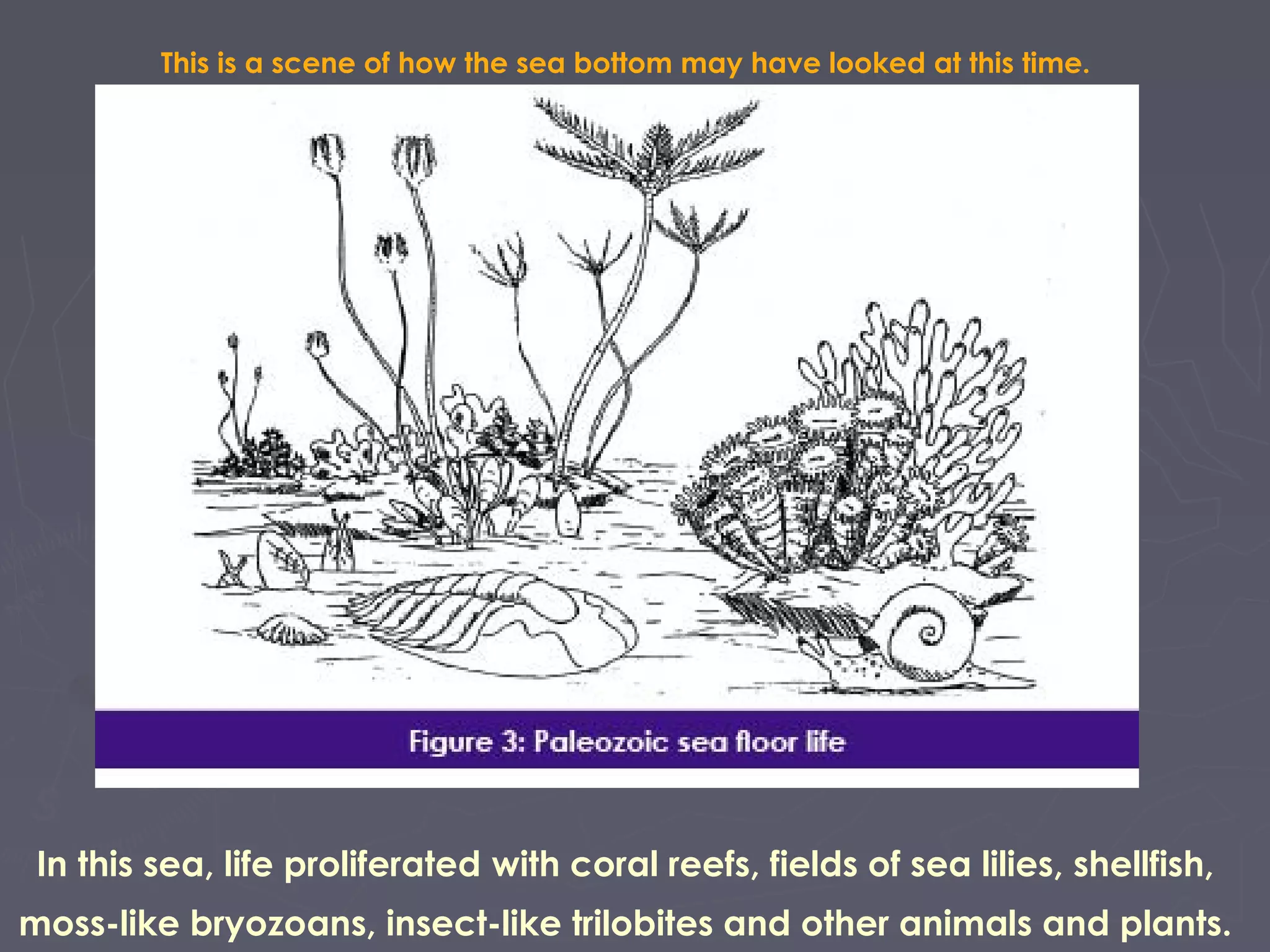This is a scene of how the sea bottom may have looked at this time.
In this sea, life proliferated with coral reefs, fields of sea lilies, shellfish,
moss-like bryozoans, insect-like trilobites and other animals and plants.
 
