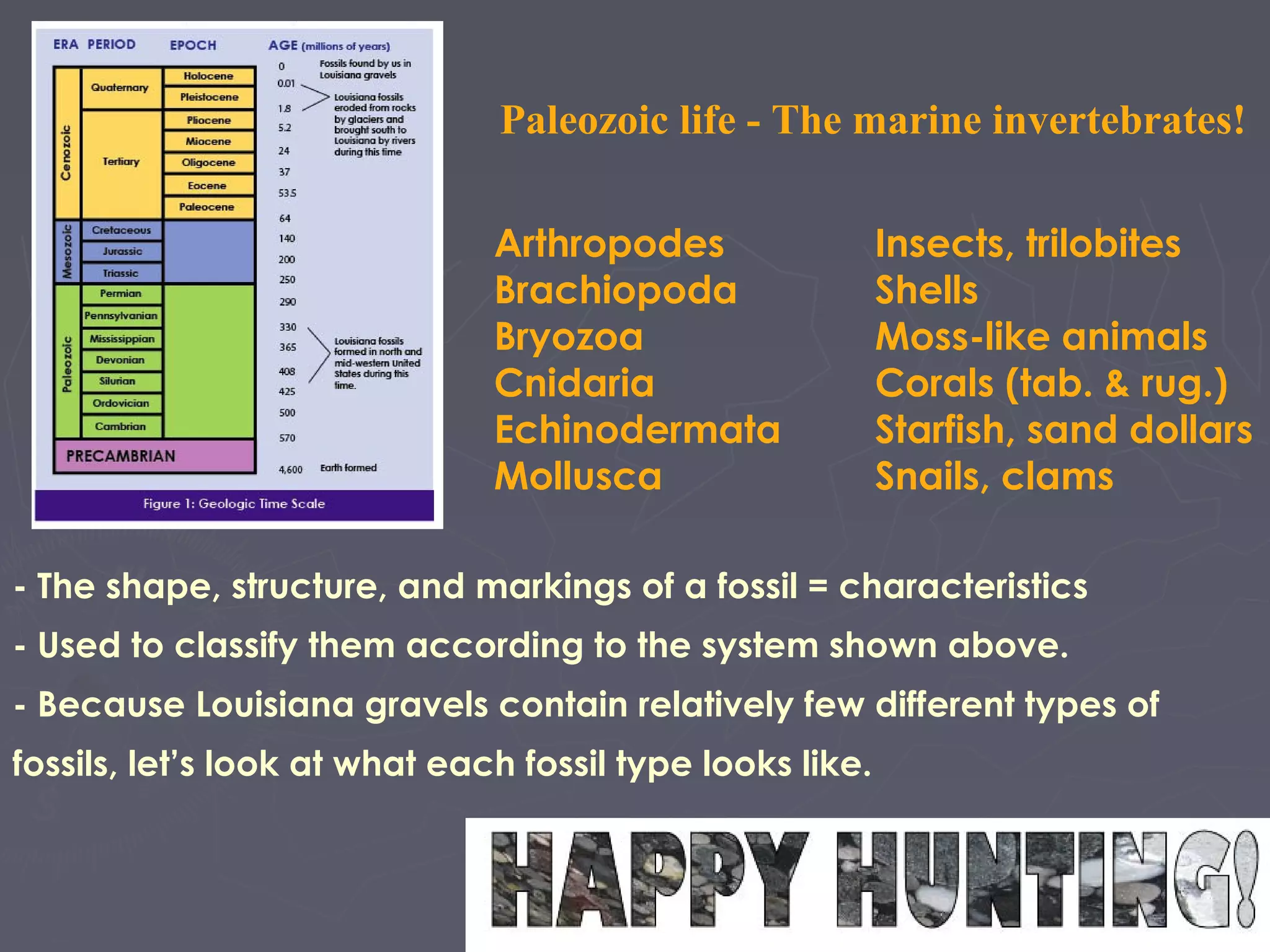 - The shape, structure, and markings of a fossil = characteristics
- Used to classify them according to the system shown above.
- Because Louisiana gravels contain relatively few different types of
fossils, let’s look at what each fossil type looks like.
Paleozoic life - The marine invertebrates!
Arthropodes Insects, trilobites
Brachiopoda Shells
Bryozoa Moss-like animals
Cnidaria Corals (tab. & rug.)
Echinodermata Starfish, sand dollars
Mollusca Snails, clams
 