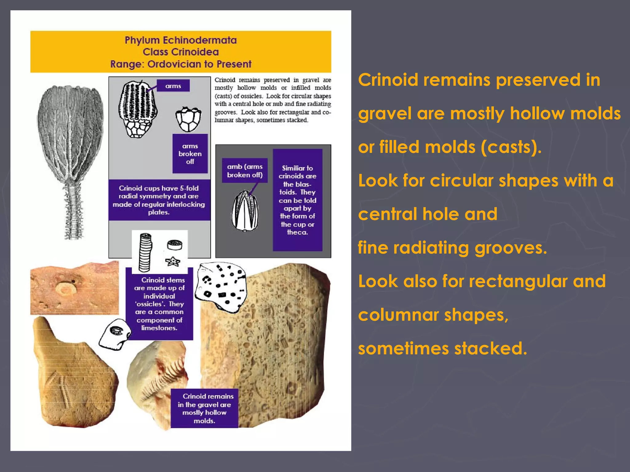Crinoid remains preserved in
gravel are mostly hollow molds
or filled molds (casts).
Look for circular shapes with a
central hole and
fine radiating grooves.
Look also for rectangular and
columnar shapes,
sometimes stacked.
 