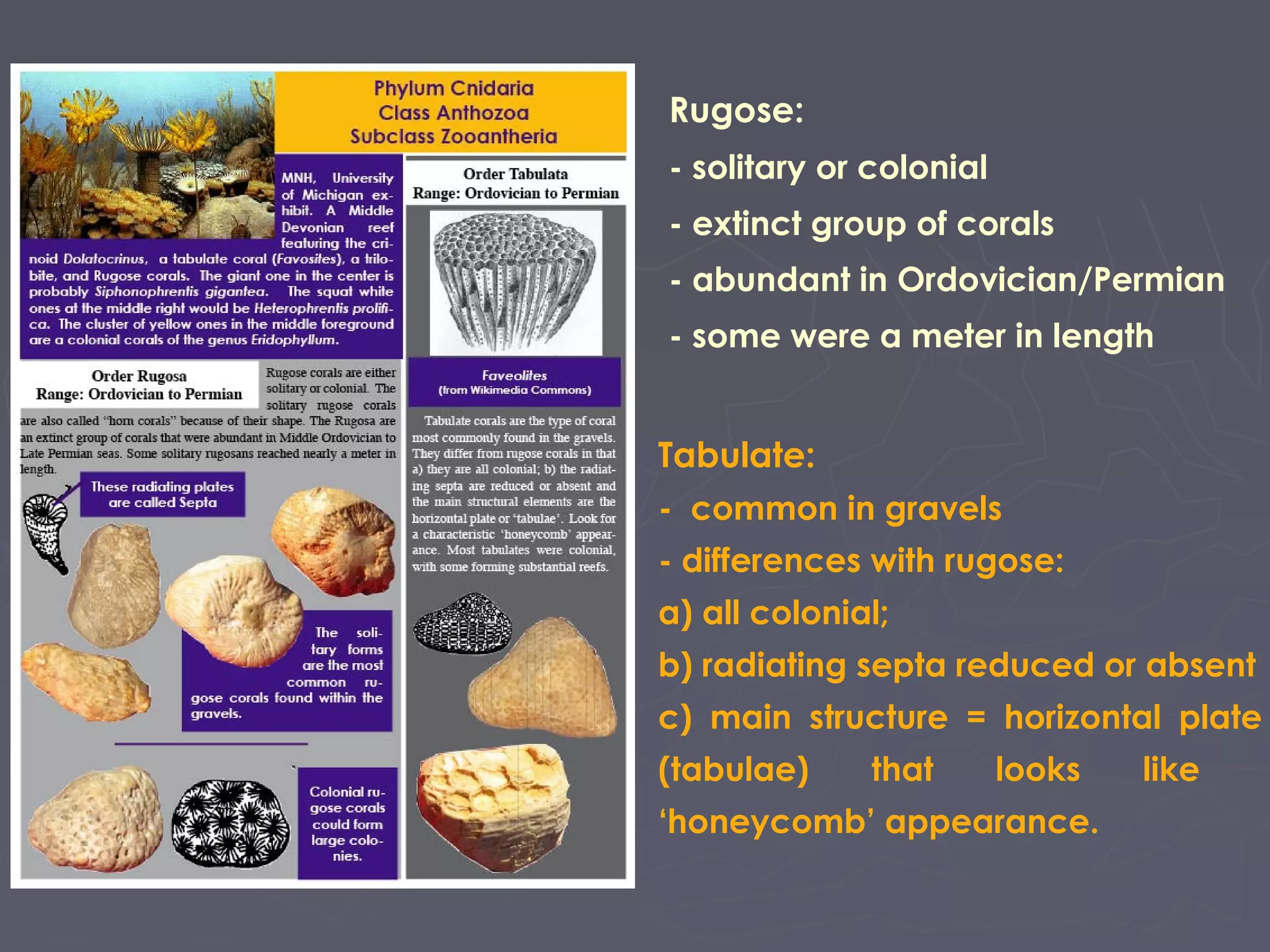 Rugose:
- solitary or colonial
- extinct group of corals
- abundant in Ordovician/Permian
- some were a meter in length
Tabulate:
- common in gravels
- differences with rugose:
a) all colonial;
b) radiating septa reduced or absent
c) main structure = horizontal plate
(tabulae) that looks like
‘honeycomb’ appearance.
 