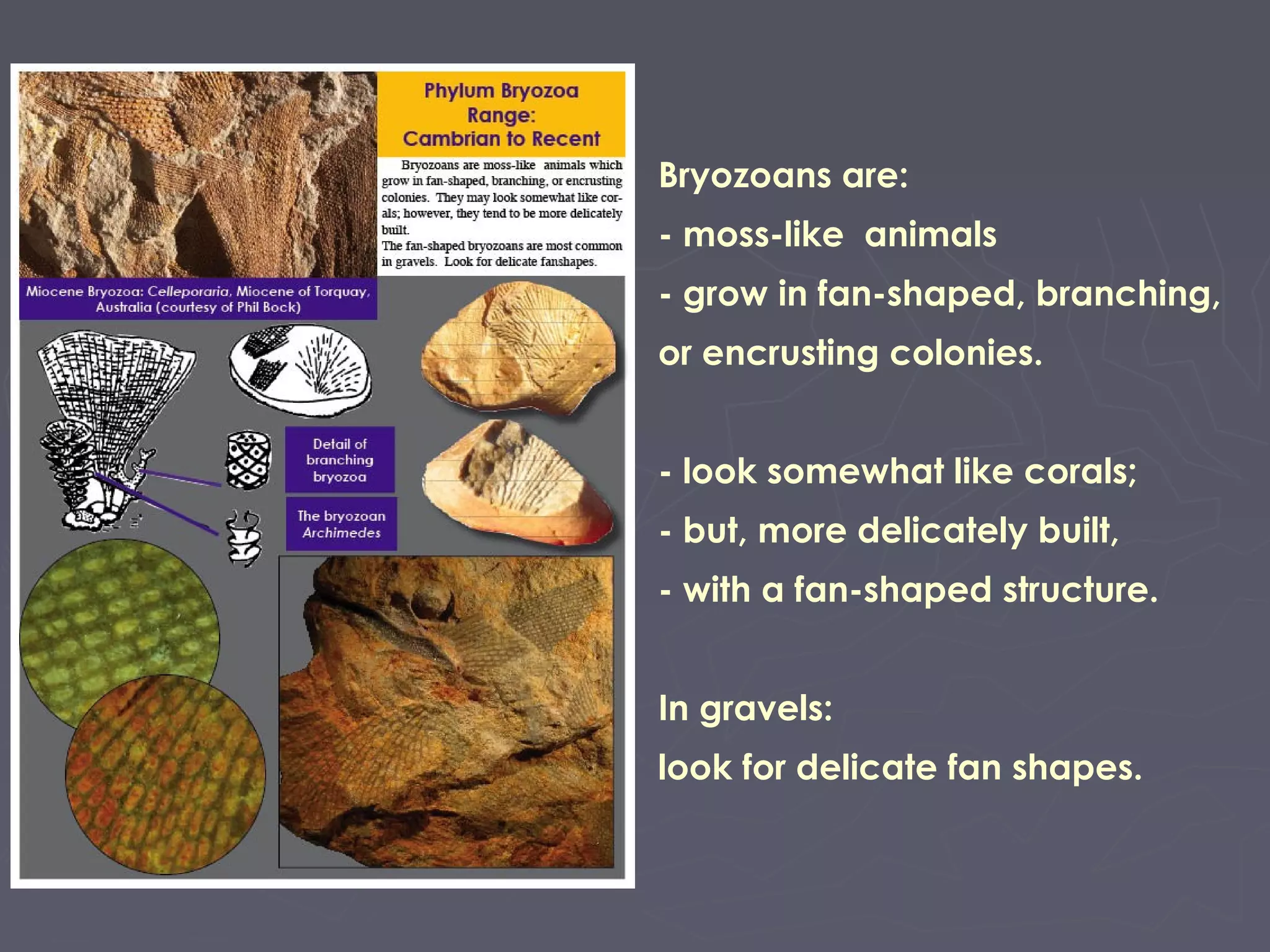 Bryozoans are:
- moss-like animals
- grow in fan-shaped, branching,
or encrusting colonies.
- look somewhat like corals;
- but, more delicately built,
- with a fan-shaped structure.
In gravels:
look for delicate fan shapes.
 