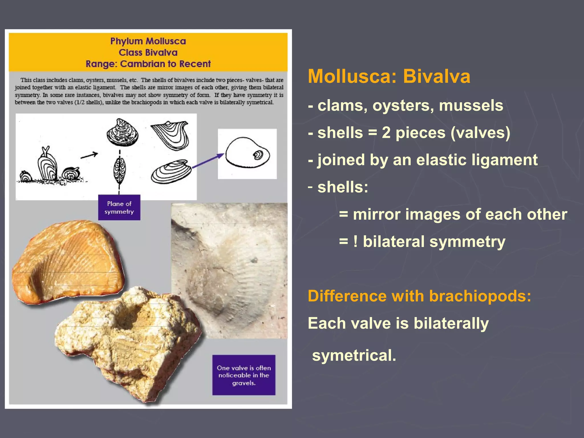 Mollusca: Bivalva
- clams, oysters, mussels
- shells = 2 pieces (valves)
- joined by an elastic ligament
- shells:
= mirror images of each other
= ! bilateral symmetry
Difference with brachiopods:
Each valve is bilaterally
symetrical.
 