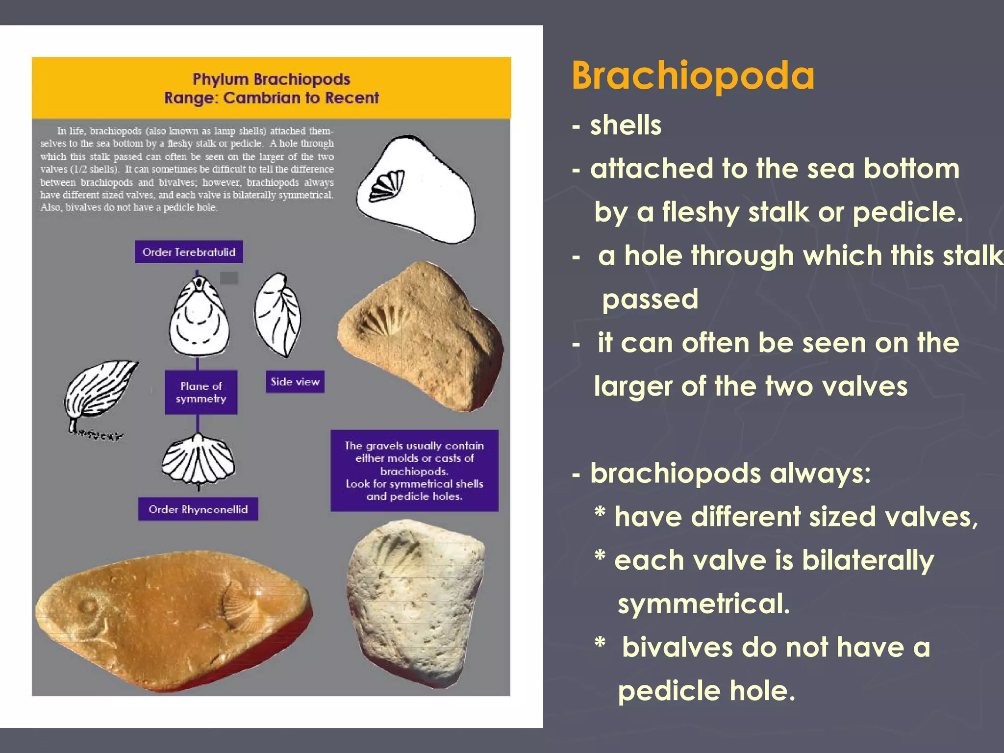 Brachiopoda
- shells
- attached to the sea bottom
by a fleshy stalk or pedicle.
- a hole through which this stalk
passed
- it can often be seen on the
larger of the two valves
- brachiopods always:
* have different sized valves,
* each valve is bilaterally
symmetrical.
* bivalves do not have a
pedicle hole.
 