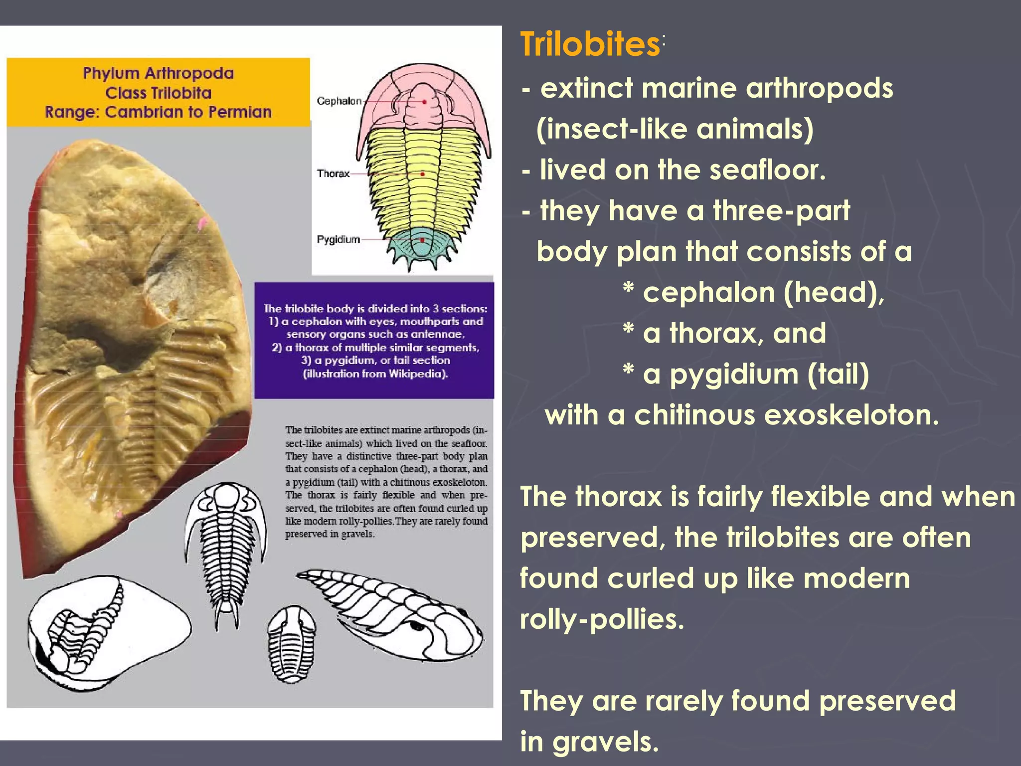 Trilobites:
- extinct marine arthropods
(insect-like animals)
- lived on the seafloor.
- they have a three-part
body plan that consists of a
* cephalon (head),
* a thorax, and
* a pygidium (tail)
with a chitinous exoskeloton.
The thorax is fairly flexible and when
preserved, the trilobites are often
found curled up like modern
rolly-pollies.
They are rarely found preserved
in gravels.
 