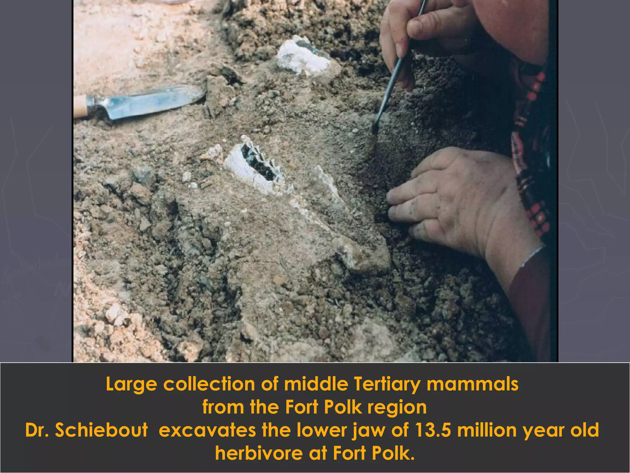 Large collection of middle Tertiary mammals
from the Fort Polk region
Dr. Schiebout excavates the lower jaw of 13.5 million year old
herbivore at Fort Polk.
 