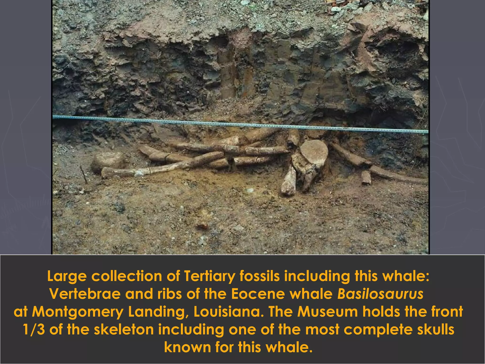 Large collection of Tertiary fossils including this whale:
Vertebrae and ribs of the Eocene whale Basilosaurus
at Montgomery Landing, Louisiana. The Museum holds the front
1/3 of the skeleton including one of the most complete skulls
known for this whale.
 