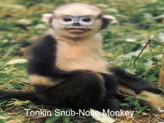 Tonkin Snub-Nose Monkey 
