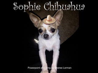Sophie Chihuahua 
Powerpoint and song by Sheree Lerman 
 