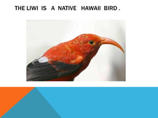 THE LIWI IS A NATIVE HAWAII BIRD .
 