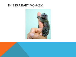 THIS IS A BABY MONKEY.
 