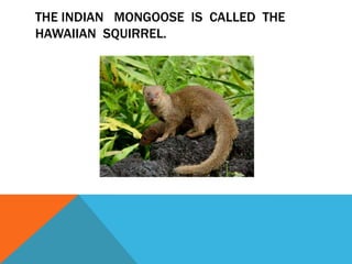 THE INDIAN MONGOOSE IS CALLED THE
HAWAIIAN SQUIRREL.
 