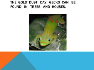 THE GOLD DUST DAY GECKO CAN BE
FOUND IN TREES AND HOUSES.
 