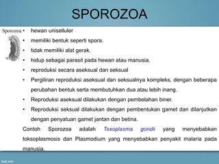SPOROZOA
• hewan uniselluler
• memiliki bentuk seperti spora.
• tidak memiliki alat gerak.
• hidup sebagai parasit pada hewan atau manusia.
• reproduksi secara aseksual dan seksual
• Pergiliran reproduksi aseksual dan seksualnya kompleks, dengan beberapa
perubahan bentuk serta membutuhkan dua atau lebih inang.
• Reproduksi aseksual dilakukan dengan pembelahan biner.
• Reproduksi seksual dilakukan dengan pembentukan gamet dan dilanjutkan
dengan penyatuan gamet jantan dan betina.
Contoh Sporozoa adalah Toxoplasma gondii yang menyebabkan
toksoplasmosis dan Plasmodium yang menyebabkan penyakit malaria pada
manusia.
 