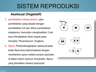 SISTEM REPRODUKSI
Aseksual (Vegetatif)
1. pembelahan mitosis (biner), yaitu
pembelahan yang diawali dengan
pembelahan inti dan diikuti pembelahan
sitoplasma, kemudian menghasilkan 2 sel
baru.Pembelahan biner terjadi pada
Amoeba. Paramaecium, Euglena.
2. Spora, Perkembangbiakan aseksual pada
kelas Sporozoa (Apicomplexa) dengan
membentuk spora melalui proses sporulasi
di dalam tubuh nyamuk Anopheles. Spora
yang dihasilkan disebut sporozoid
 