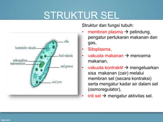 STRUKTUR SEL
Struktur dan fungsi tubuh:
• membran plasma  pelindung,
pengatur pertukaran makanan dan
gas,
• Sitoplasma,
• vakuola makanan  mencerna
makanan,
• vakuola kontraktil  mengeluarkan
sisa makanan (cair) melalui
membran sel (secara kontraksi)
serta mengatur kadar air dalam sel
(osmoregulator),
• inti sel  mengatur aktivitas sel.
 