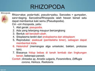 RHIZOPODA
Rhizo=akar, poda=kaki, pseudo=palsu. Sarcodes = gumpalan,
sarx=daging. Sarcodina/Rhizopoda ialah hewan bersel satu
dapat membentuk kaki semu (Pseudopodia).
Ciri –ciri rhizopoda, yaitu:
1. Alat gerak: pseupodia.
2. Ada yang telanjang maupun bercangkang
3. Bentuk sel berubah-ubah.
4. Sitoplasma terdiri dari endoplasma dan ektoplasm
5. Reproduksi: aseksual (pembelaha biner), sebagian dapat
membentuk kista.
6. Heterotrof (memangsa alga uniseluler, bakteri, protozoa
lain).
7. Biasanya hidup bebas di tanah lembab dan lingkungan
berair, beberapa parasit.
Contoh :Amoeba sp, Arcella vulgaris, Foraminifera, Difflugia
corona, Helioza, Radiolaria
 