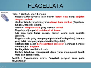 FLAGELLATA
Flagel = cambuk, lata = berjalan
• Flagellata/Mastigopora ialah hewan bersel satu yang berjalan
dengan cambuk.
• struktur tubuh yang khas yaitu adanya bulu cambuk (flagellum:
tunggal, flagella: jamak).
• memiliki selaput elastis yang disebut pelikel.
• Flagellata dijumpai di laut dan di air tawar.
• Ada pula yang hidup parasit, namun jarang yang saprofit
(parasit).
• Flagellata ada yang mempunyai plastida (Fitoflagellata) dan ada
yang tidak mempunyai plastida (Zooflagellata).
• Fitoflagellata dapat berfotosintesis (autotrof) sehingga bersifat
holofitik, Ex : Euglena
• Zooflagellata bersifat holozoik.
• Bentuk tubuhnya menyerupai daun yang mempunyai bintik
mata dan berkloroplas.
Contoh : Trypanosoma evansi Penyebab penyakit surra pada
hewan ternak
 