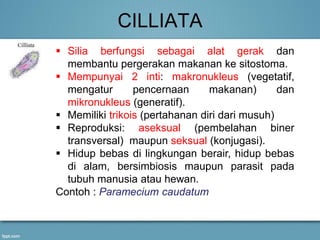 CILLIATA
 Silia berfungsi sebagai alat gerak dan
membantu pergerakan makanan ke sitostoma.
 Mempunyai 2 inti: makronukleus (vegetatif,
mengatur pencernaan makanan) dan
mikronukleus (generatif).
 Memiliki trikois (pertahanan diri dari musuh)
 Reproduksi: aseksual (pembelahan biner
transversal) maupun seksual (konjugasi).
 Hidup bebas di lingkungan berair, hidup bebas
di alam, bersimbiosis maupun parasit pada
tubuh manusia atau hewan.
Contoh : Paramecium caudatum
 