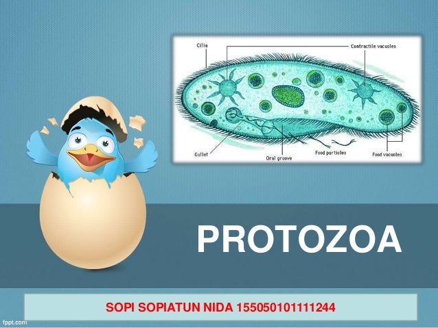 7300 Koleksi Gambar Hewan Bersel Satu Protozoa Terbaru