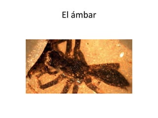 El ámbar
 