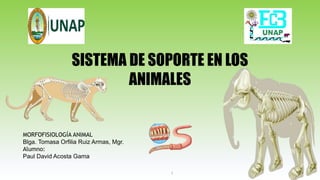 1
MORFOFISIOLOGÍA ANIMAL
Blga. Tomasa Orfilia Ruiz Armas, Mgr.
Alumno:
Paul David Acosta Gama
SISTEMA DE SOPORTE EN LOS
ANIMALES
 