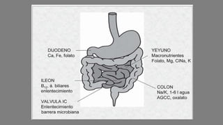 Fall Intestinal Soporte Nutricional en Falla Intestinal | PPSX