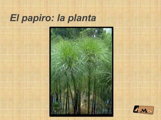 El papiro: la planta
 