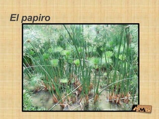 El papiro
 