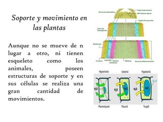 Sosten y movimiento de las plantas deals