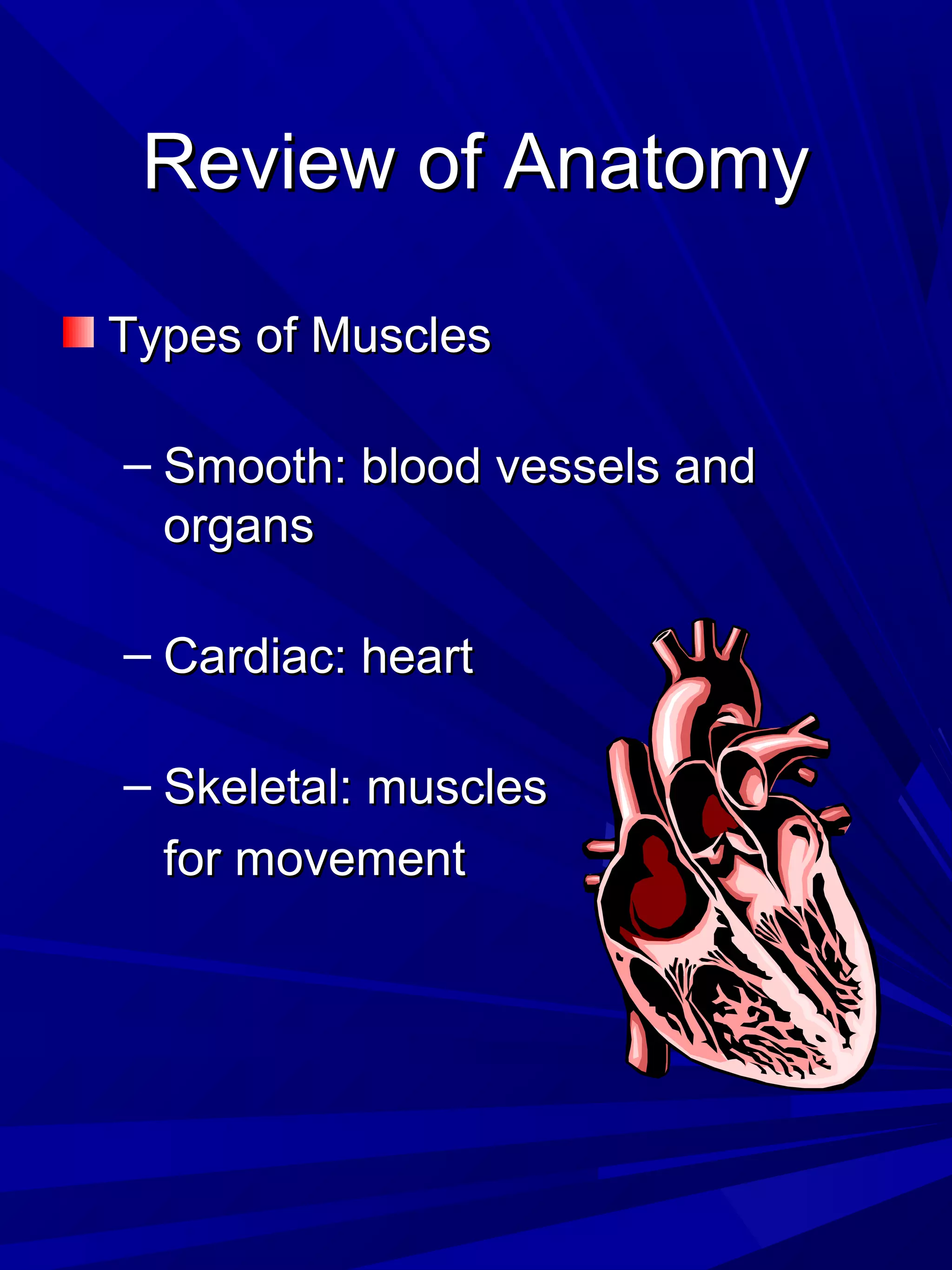 Review of AnatomyReview of Anatomy
Types of MusclesTypes of Muscles
– Smooth: blood vessels andSmooth: blood vessels and
organsorgans
– Cardiac: heartCardiac: heart
– Skeletal: musclesSkeletal: muscles
for movementfor movement
 
