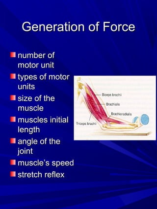 Generation of ForceGeneration of Force
number ofnumber of
motor unitmotor unit
types of motortypes of motor
unitsunits
size of thesize of the
musclemuscle
muscles initialmuscles initial
lengthlength
angle of theangle of the
jointjoint
muscle’s speedmuscle’s speed
stretch reflexstretch reflex
 