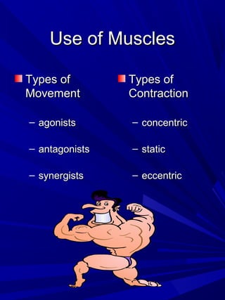 Use of MusclesUse of Muscles
Types ofTypes of
MovementMovement
– agonistsagonists
– antagonistsantagonists
– synergistssynergists
Types ofTypes of
ContractionContraction
– concentricconcentric
– staticstatic
– eccentriceccentric
 