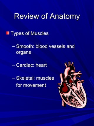 Review of AnatomyReview of Anatomy
Types of MusclesTypes of Muscles
– Smooth: blood vessels andSmooth: blood vessels and
organsorgans
– Cardiac: heartCardiac: heart
– Skeletal: musclesSkeletal: muscles
for movementfor movement
 