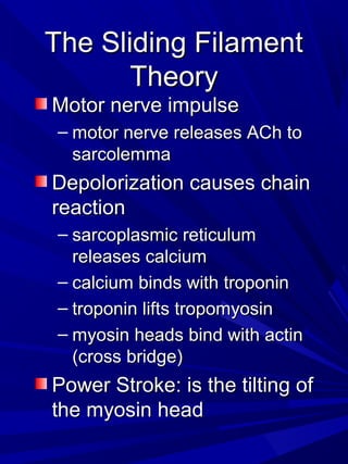 The Sliding FilamentThe Sliding Filament
TheoryTheory
Motor nerve impulseMotor nerve impulse
– motor nerve releases ACh tomotor nerve releases ACh to
sarcolemmasarcolemma
Depolorization causes chainDepolorization causes chain
reactionreaction
– sarcoplasmic reticulumsarcoplasmic reticulum
releases calciumreleases calcium
– calcium binds with troponincalcium binds with troponin
– troponin lifts tropomyosintroponin lifts tropomyosin
– myosin heads bind with actinmyosin heads bind with actin
(cross bridge)(cross bridge)
Power Stroke: is the tilting ofPower Stroke: is the tilting of
the myosin headthe myosin head
 
