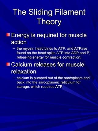The Sliding FilamentThe Sliding Filament
TheoryTheory
Energy is required for muscleEnergy is required for muscle
actionaction
– the myosin head binds to ATP, and ATPasethe myosin head binds to ATP, and ATPase
found on the head splits ATP into ADP and P,found on the head splits ATP into ADP and P,
releasing energy for muscle contraction.releasing energy for muscle contraction.
Calcium releases for muscleCalcium releases for muscle
relaxationrelaxation
– calcium is pumped out of the sarcoplasm andcalcium is pumped out of the sarcoplasm and
back into the sarcoplasmic reticulum forback into the sarcoplasmic reticulum for
storage, which requires ATP.storage, which requires ATP.
 
